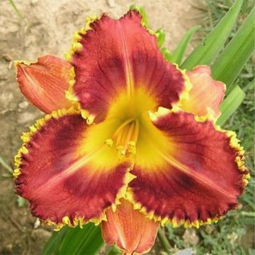 Hemerocallis Baracuda Bay - Taglilie