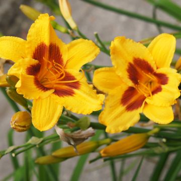 Hemerocallis Black Eyed Susan - Taglilie