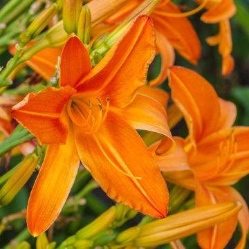 Hemerocallis Burning Daylight - Taglilie