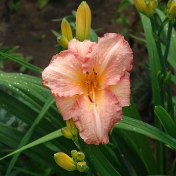 Hemerocallis Children s Festival - Taglilie