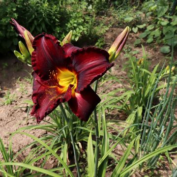 Hemerocallis Chocolate Candy - Taglilie