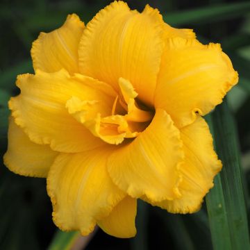 Hemerocallis Condilla - Taglilie