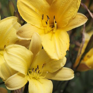 Hemerocallis Corky - Taglilie