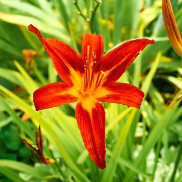 Hemerocallis Crimson Glory - Taglilie