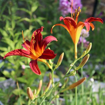 Hemerocallis Crimson Pirate - Taglilie