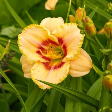 Hemerocallis Custard Candy - Taglilie