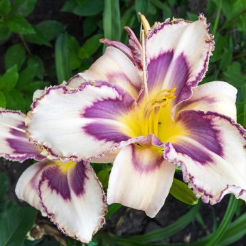 Hemerocallis Destined to See - Taglilie