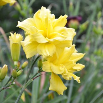 Hemerocallis Double River Wye - Taglilie