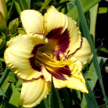 Hemerocallis El Desperado - Taglilie