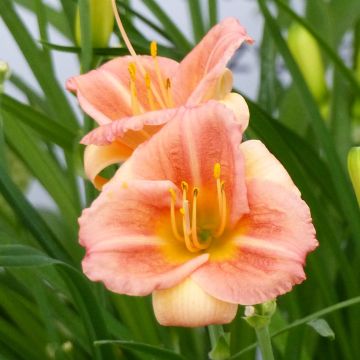 Hemerocallis Everydaylily Cerise - Taglilie