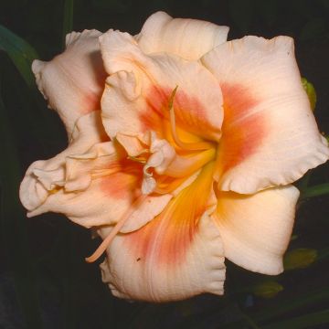 Hemerocallis Forty second Street - Taglilie