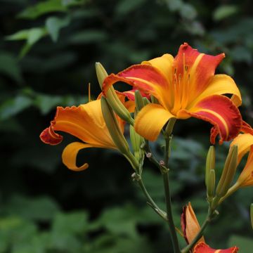 Hemerocallis Frans Hals - Taglilie