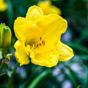 Hemerocallis Happy Returns - Taglilie