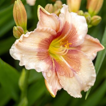 Hemerocallis Janice Brown - Taglilie