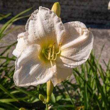 Hemerocallis Joan Senior - Taglilie