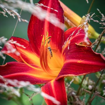 Hemerocallis Jolly Hearts - Taglilie