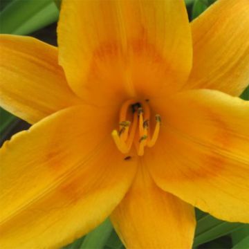 Hemerocallis Lucretius - Taglilie