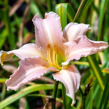 Hemerocallis Luxury Lace - Taglilie