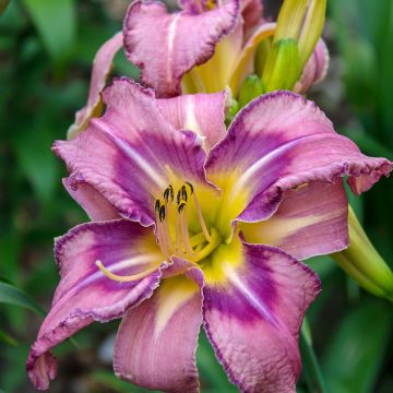 Hemerocallis Mildred Mitchell - Taglilie