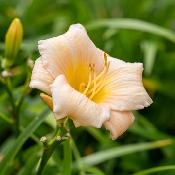 Hemerocallis Mini Pearl - Taglilie