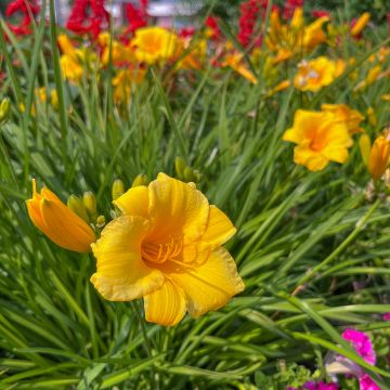 Hemerocallis Mini stella - Taglilie