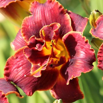 Hemerocallis Night Embers - Taglilie