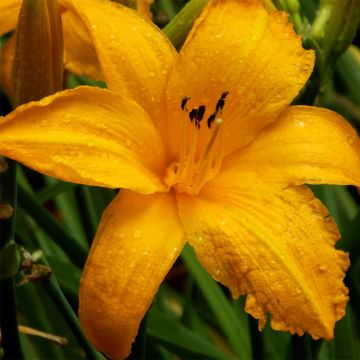 Hemerocallis Orange Prelude - Taglilie