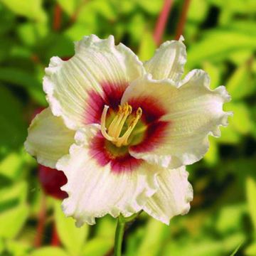 Hemerocallis Pandora's Box - Taglilie