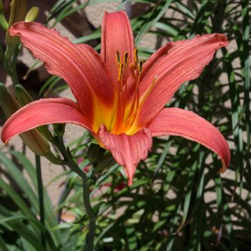 Hemerocallis Pink Damask - Taglilie