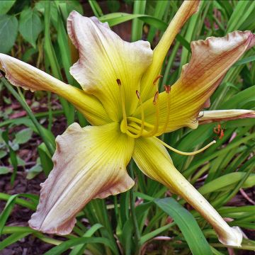 Hemerocallis Prague Spring - Taglilie