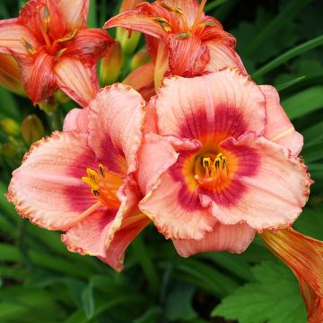 Hemerocallis Rosy Returns - Taglilie