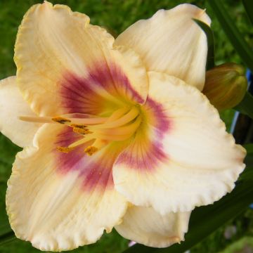 Hemerocallis Siloam Virginia Henson - Taglilie