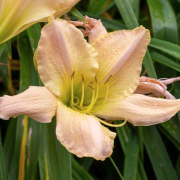 Hemerocallis Snowy Apparition - Taglilie