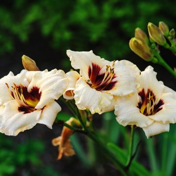 Hemerocallis Snowy Eyes - Taglilie