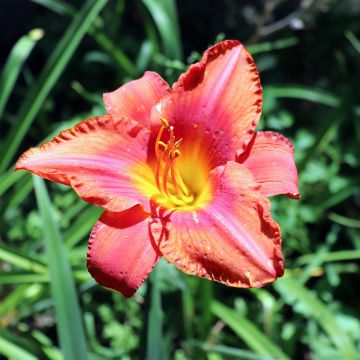 Hemerocallis South Seas - Taglilie