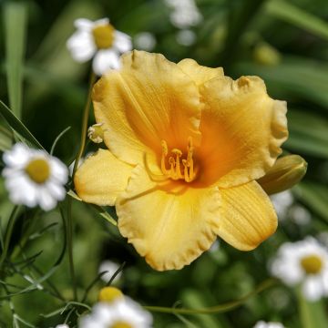 Hemerocallis Stella de Oro - Taglilie