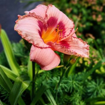 Hemerocallis Strawberry Candy - Taglilie