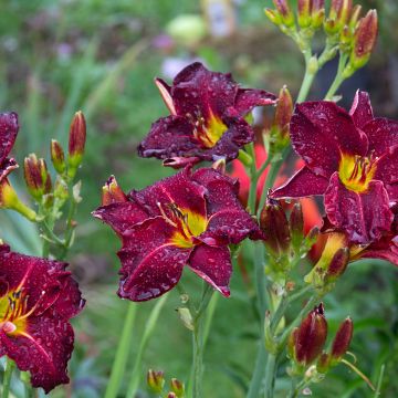 Hemerocallis Strutter s Ball - Taglilie