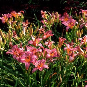 Hemerocallis Sugar Candy - Taglilie