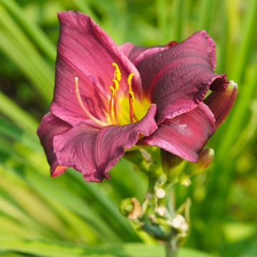 Hemerocallis Summer Wine - Taglilie