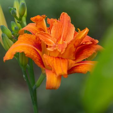 Hemerocallis fulva Flore Pleno - Taglilie