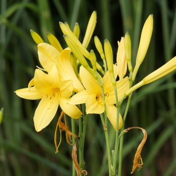 Hemerocallis lilioasphodelus - Taglilie