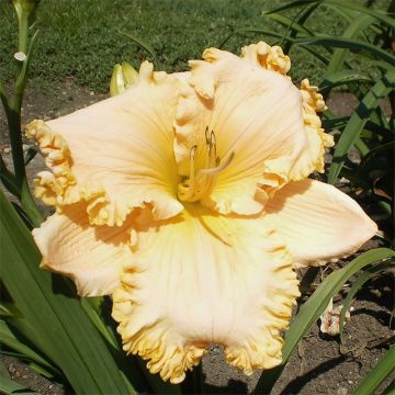 Hemerocallis Enchanted Forest - Taglilie