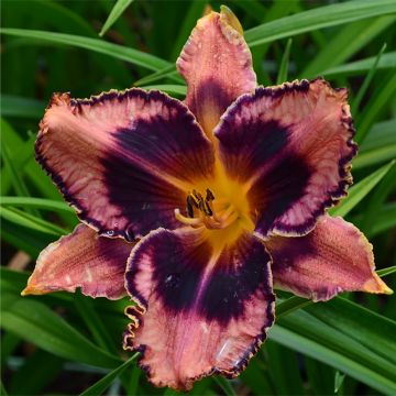 Hemerocallis Exotic Treasure - Taglilie