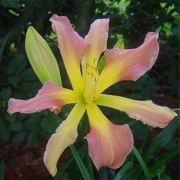 Hemerocallis Flight of The Dragon - Taglilie