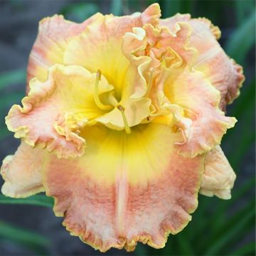 Hemerocallis Nature's Crown - Taglilie