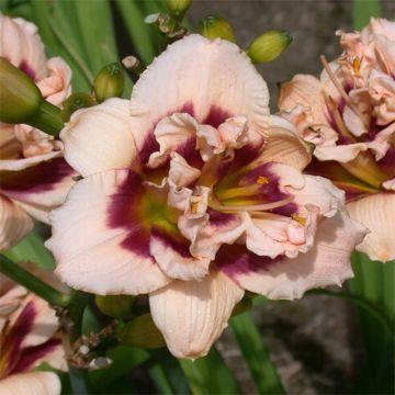 Hemerocallis Roswitha - Taglilie