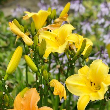 Hemerocallis middendorffii - Taglilie