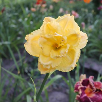 Hemerocallis Patricia Jojo - Taglilie