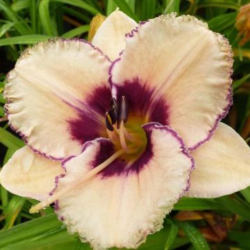 Hemerocallis Alaqua - Taglilie